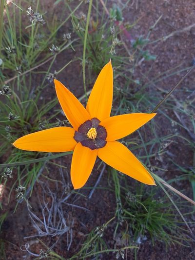 Pauridia canaliculata, photographed by Brian du Preez