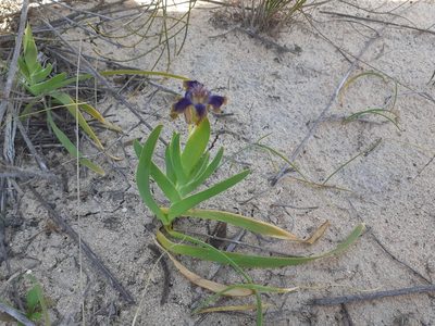 Ferraria uncinata, photographed by Brian du Preez