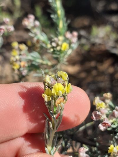 Aspalathus albens, photographed by Brian du Preez