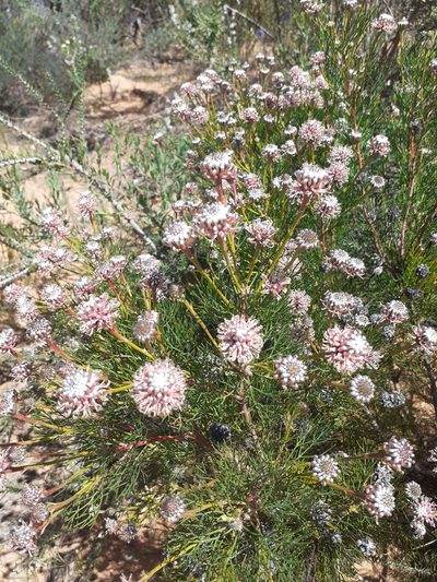 Serruria fucifolia, photographed by Brian du Preez