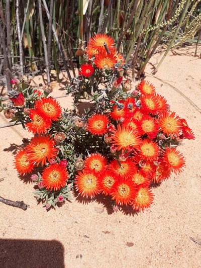Lampranthus glaucoides, photographed by Brian du Preez