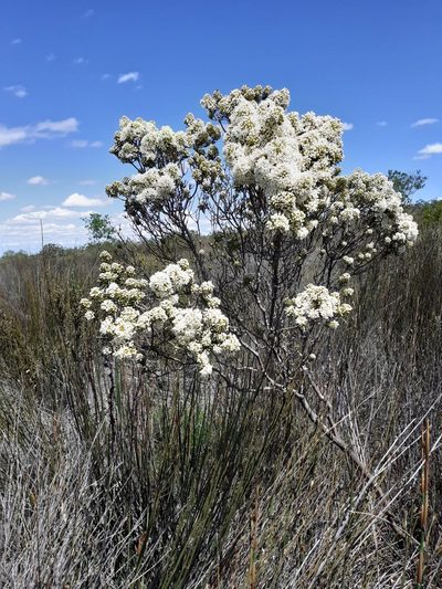 Agathosma bisulca, photographed by Brian du Preez
