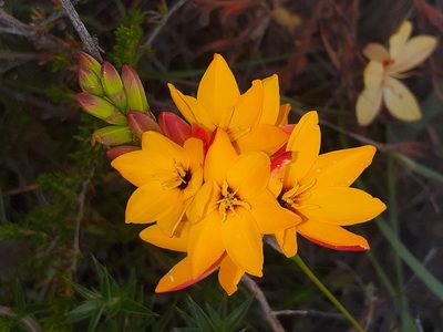 Ixia dubia, photographed by Brian du Preez