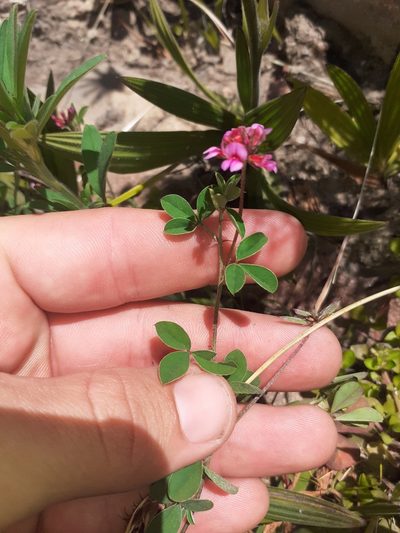 Indigofera dodii, photographed by Brian du Preez