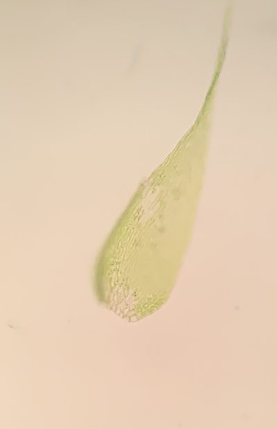 Platydictya jungermannioides, photographed by Brandon Corder