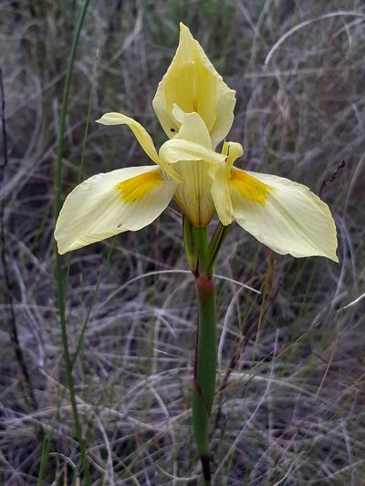 Moraea angusta, photographed by Brian du Preez