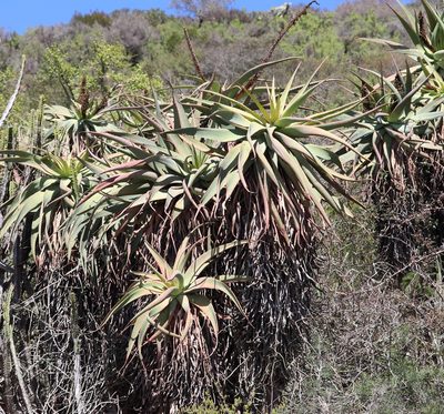 Aloe speciosa, photographed by Dave Brown