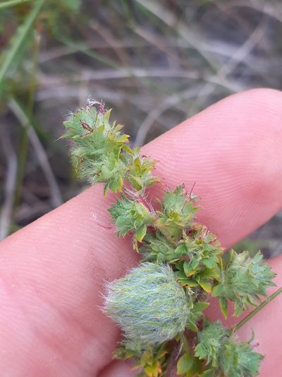 Cliffortia filicaulis, photographed by Brian du Preez
