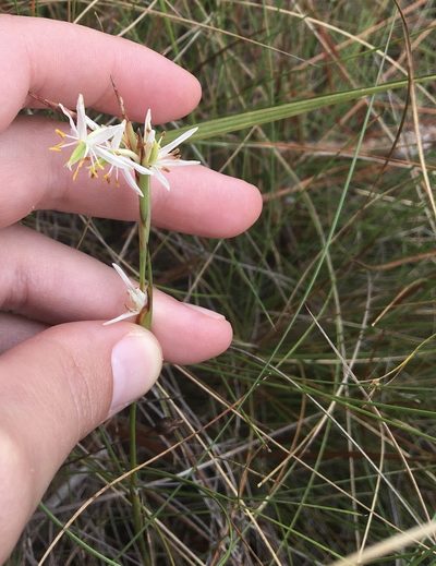 Pleea tenuifolia, photographed by Jessica