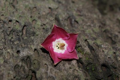 Thenardia floribunda, photographed by Zazil Dellamary