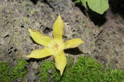 Gonolobus grandiflorus, photographed by Zazil Dellamary