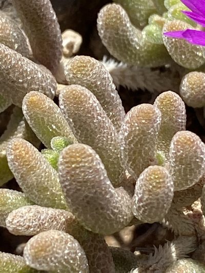 Drosanthemum archeri, photographed by Dave U