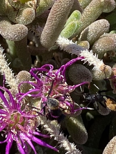 Drosanthemum archeri, photographed by Dave U