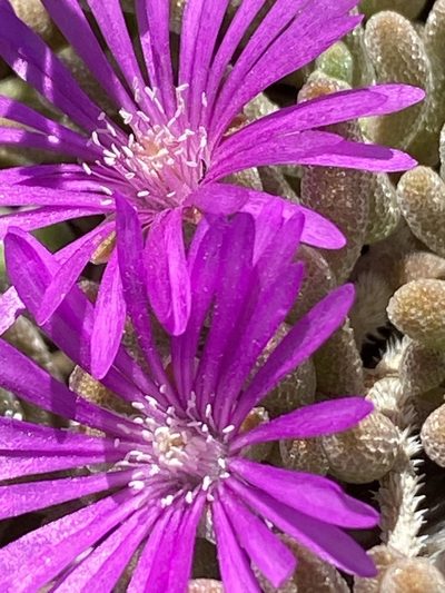 Drosanthemum archeri, photographed by Dave U