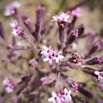 Stevia viscida, photographed by Juan Carlos Fonseca Mata