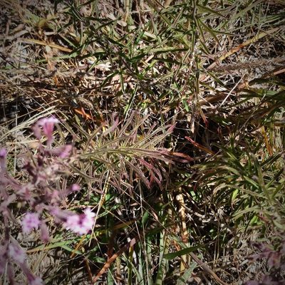 Stevia viscida, photographed by Juan Carlos Fonseca Mata