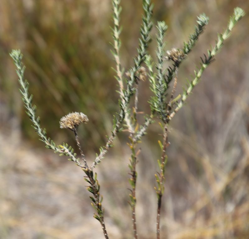 Athanasia microphylla, photographed by Tony Rebelo