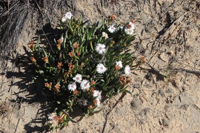 Ruschia albida, photographed by Tony Rebelo