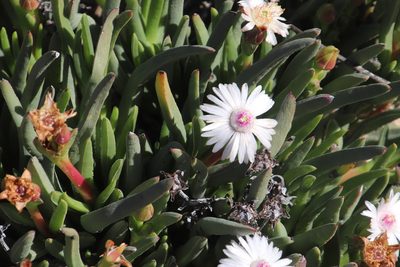 Ruschia albida, photographed by Tony Rebelo