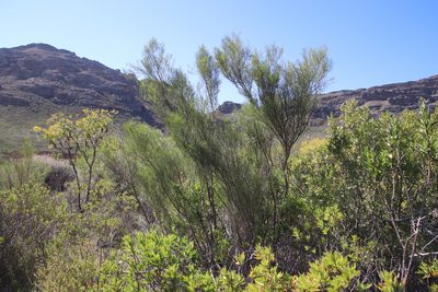 Psoralea oreopola, photographed by Tony Rebelo