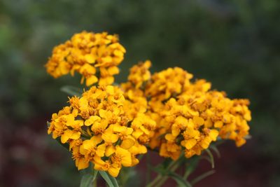 Tagetes lucida, photographed by Zazil Dellamary
