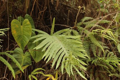 Phlebodium pseudoaureum, photographed by Andrés Ramírez-Barrera