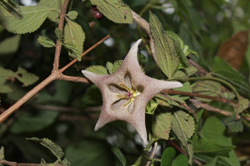 Dictyanthus pavonii, photographed by Zazil Dellamary