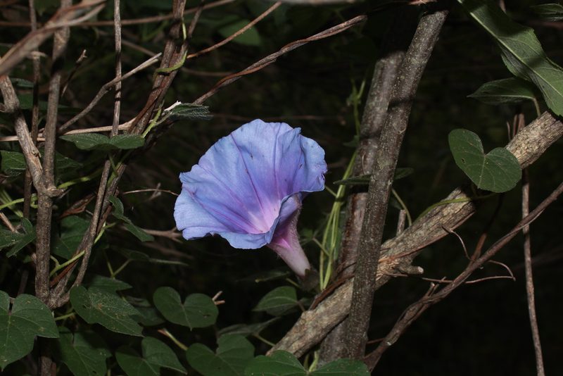 Ipomoea laeta, photographed by Zazil Dellamary