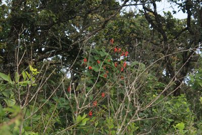 Phaseolus coccineus, photographed by Zazil Dellamary