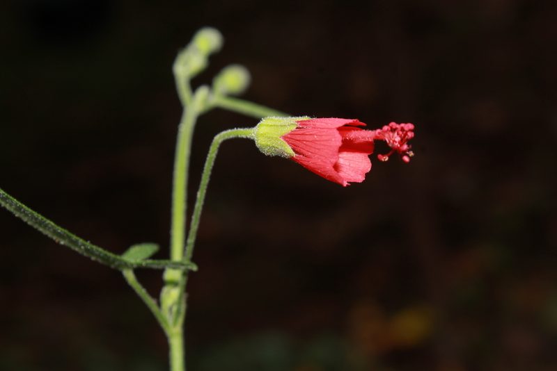 Periptera punicea, photographed by Zazil Dellamary
