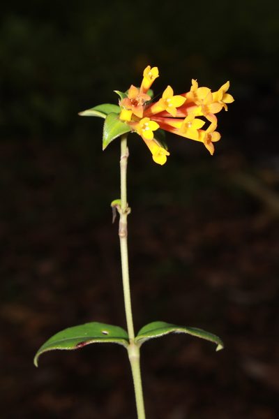 Bouvardia laevis, photographed by Zazil Dellamary