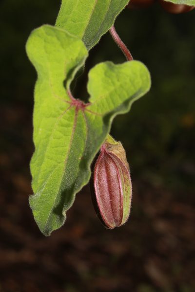 Aristolochia pringlei, photographed by Zazil Dellamary