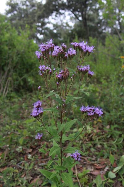 Chromolaena pulchella, photographed by Zazil Dellamary