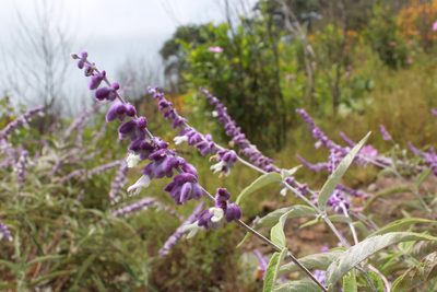 Salvia leucantha, photographed by Zazil Dellamary