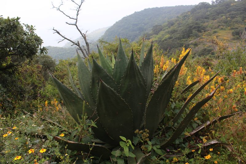 Agave inaequidens, photographed by Zazil Dellamary