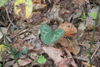 Asarum lewisii, photographed by Ashwin Srinivasan