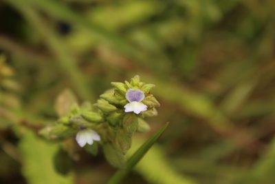 Matourea erecta, photographed by Andrés Ramírez-Barrera