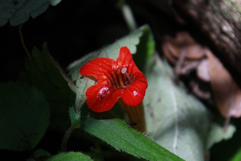 Achimenes antirrhina, photographed by Zazil Dellamary