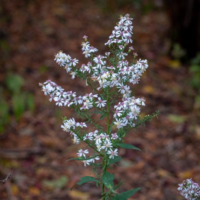 Symphyotrichum urophyllum, photographed by M. Squire