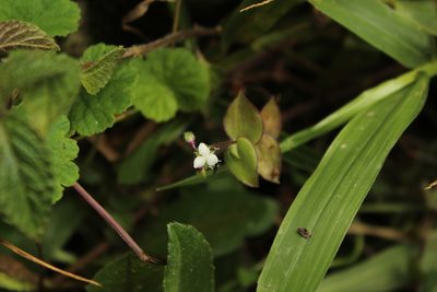 Callisia gracilis, photographed by Andrés Ramírez-Barrera
