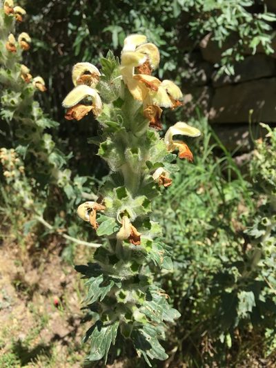 Phlomoides laciniata, photographed by Andre Hosper