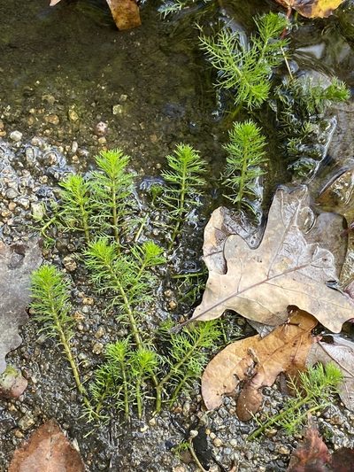 Myriophyllum pinnatum, photographed by Sandy Wolkenberg