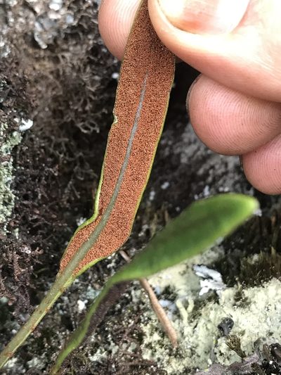 Elaphoglossum gayanum, photographed by Nicolás Baresch Uribe