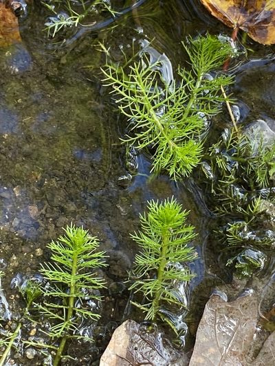 Myriophyllum pinnatum, photographed by Sandy Wolkenberg