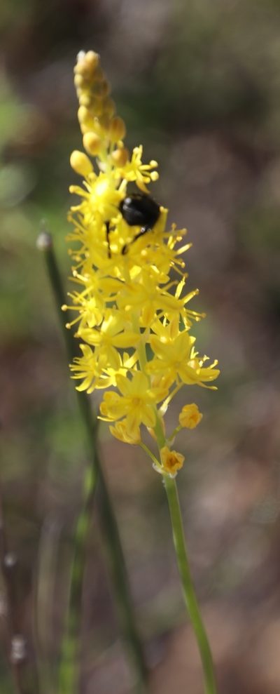 Bulbinella punctulata, photographed by Tony Rebelo