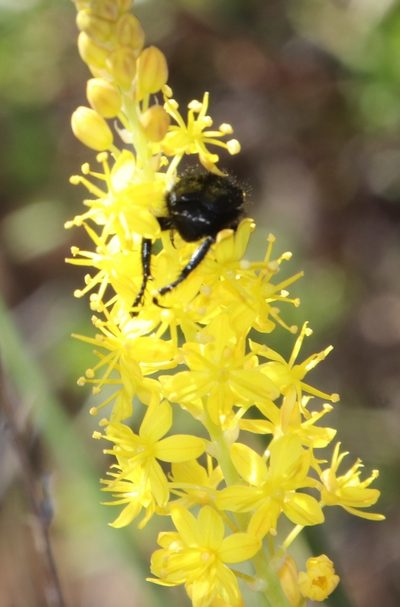 Bulbinella punctulata, photographed by Tony Rebelo