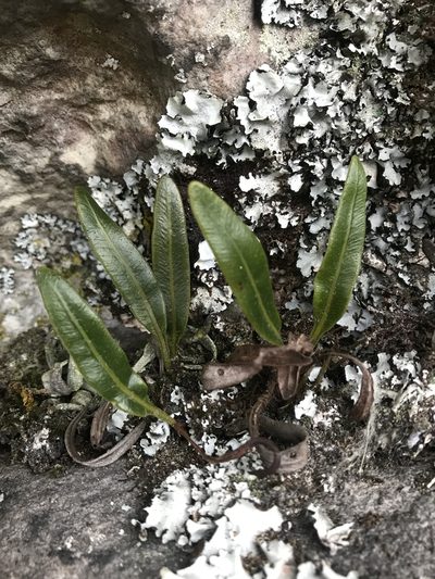 Elaphoglossum gayanum, photographed by Nicolás Baresch Uribe