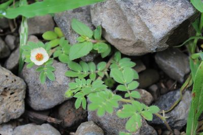 Kallstroemia rosei, photographed by Zazil Dellamary