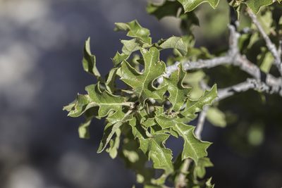 Quercus pungens, photographed by Craig Martin