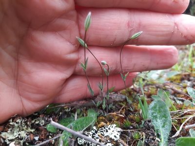 Moenchia erecta, photographed by Alice Shanks